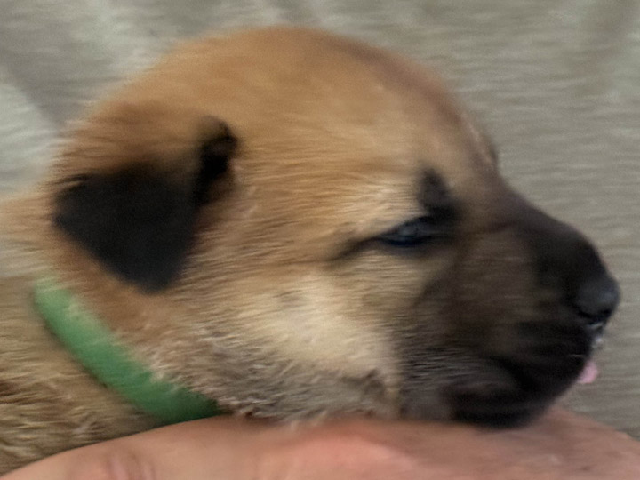 chinook puppy